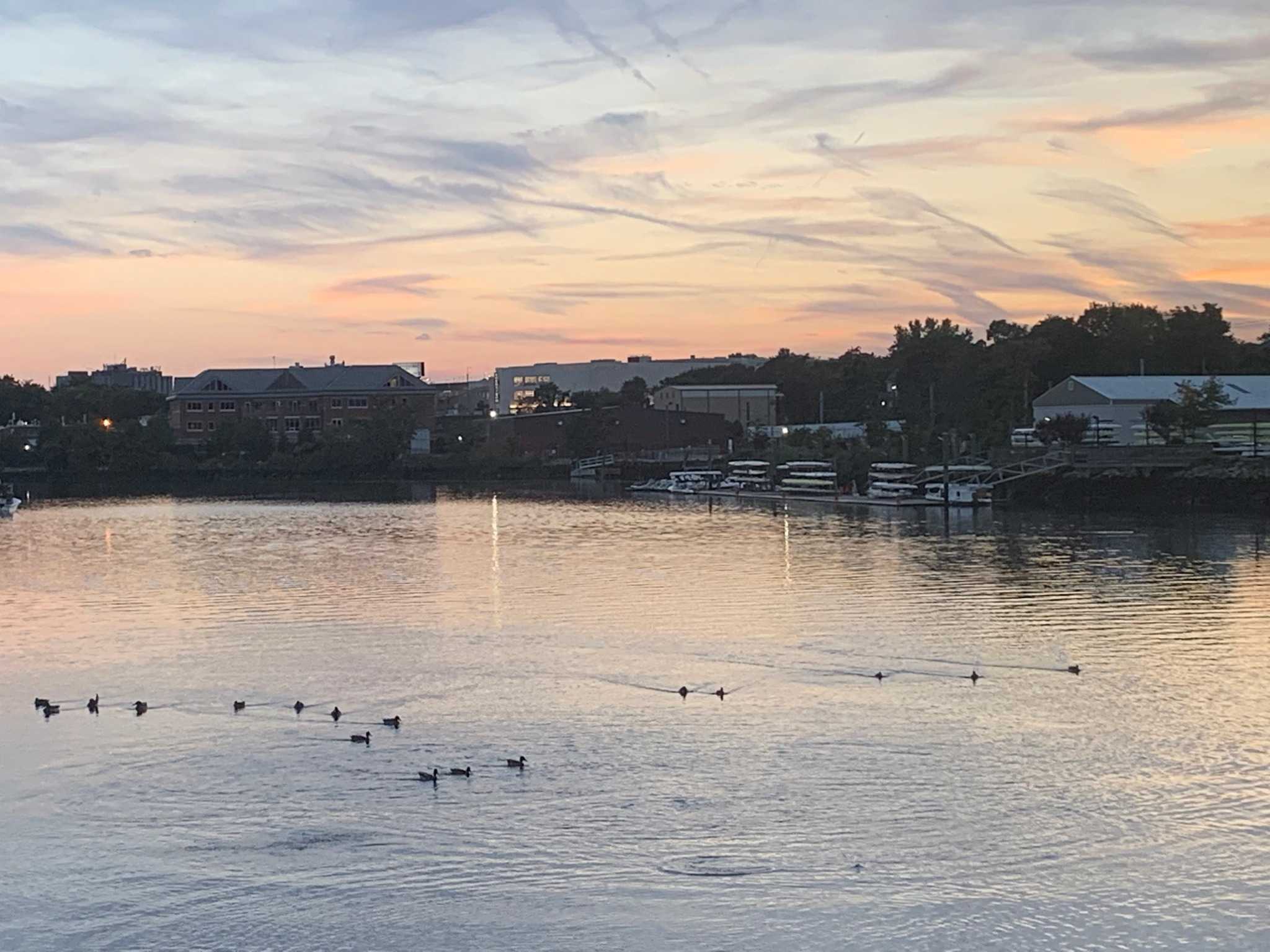 Ducks picture